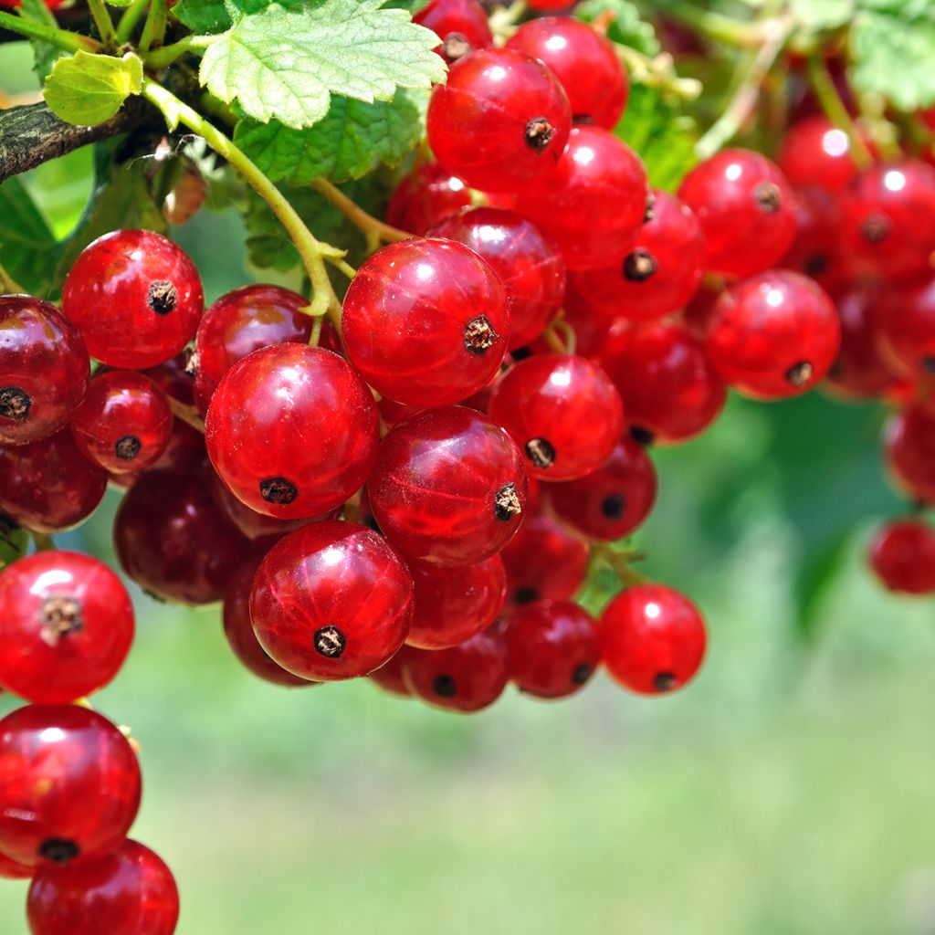 Ribes rubrum Ribest 'Sonette'