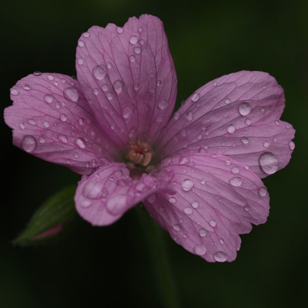 Geranium oxonianum Rosenlicht