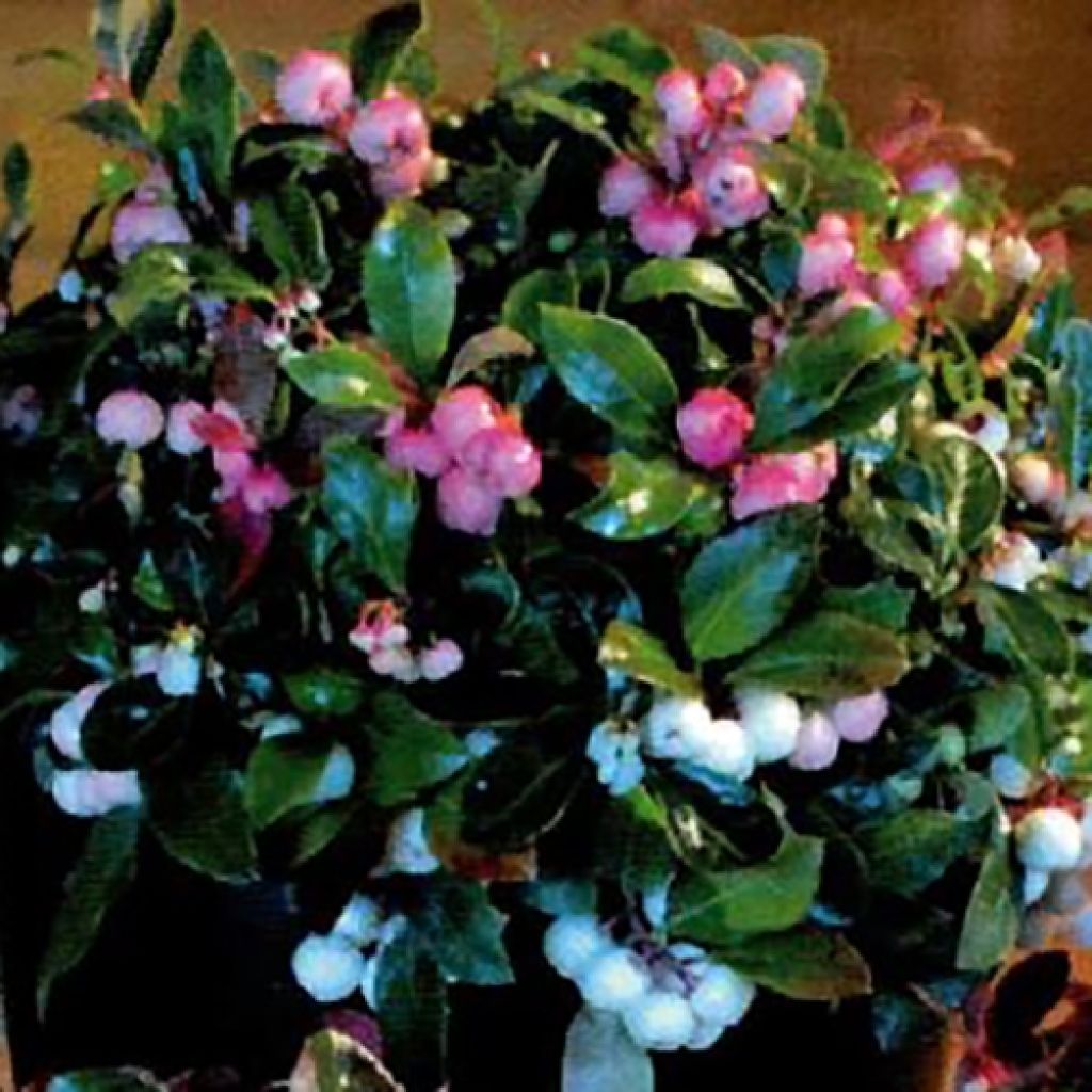 Gaultheria procumbens Color Surprise 