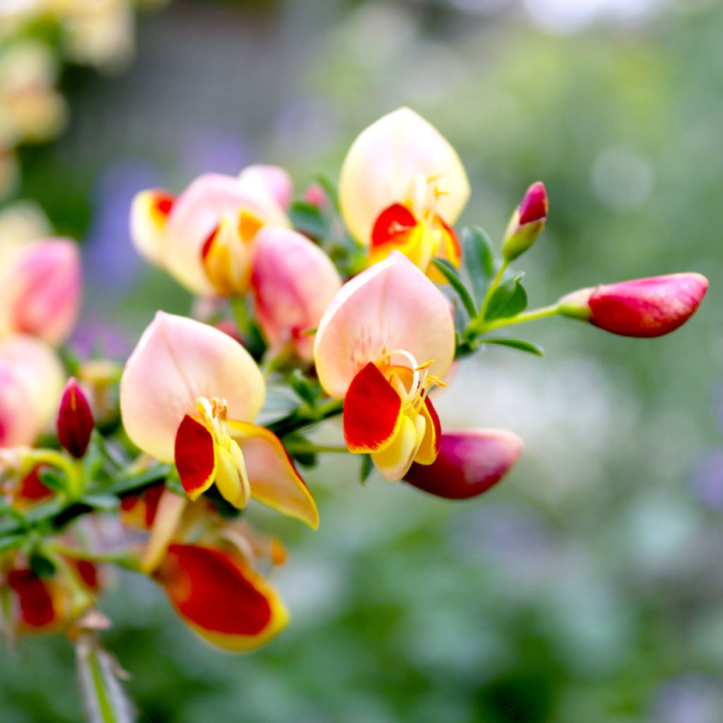 Cytisus scoparius Goldfinch