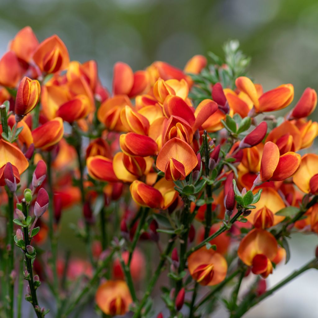 Cytisus scoparius Cytisus Lena