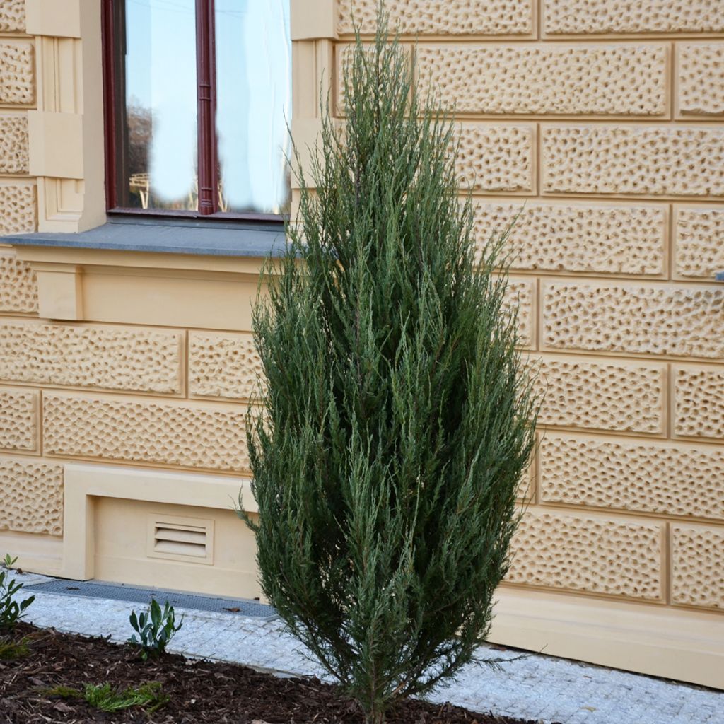 Juniperus scopulorum Wichita Blue