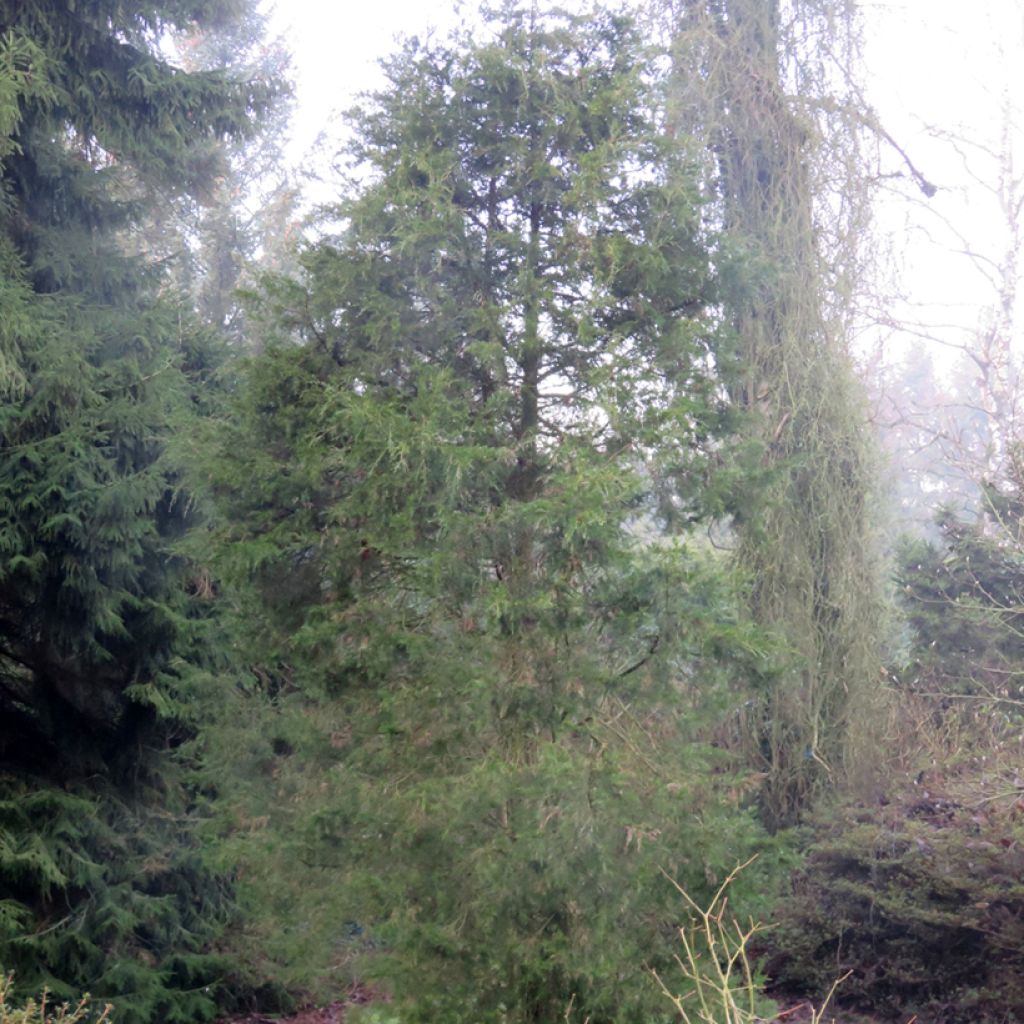 Juniperus virginiana - Eastern red cedar