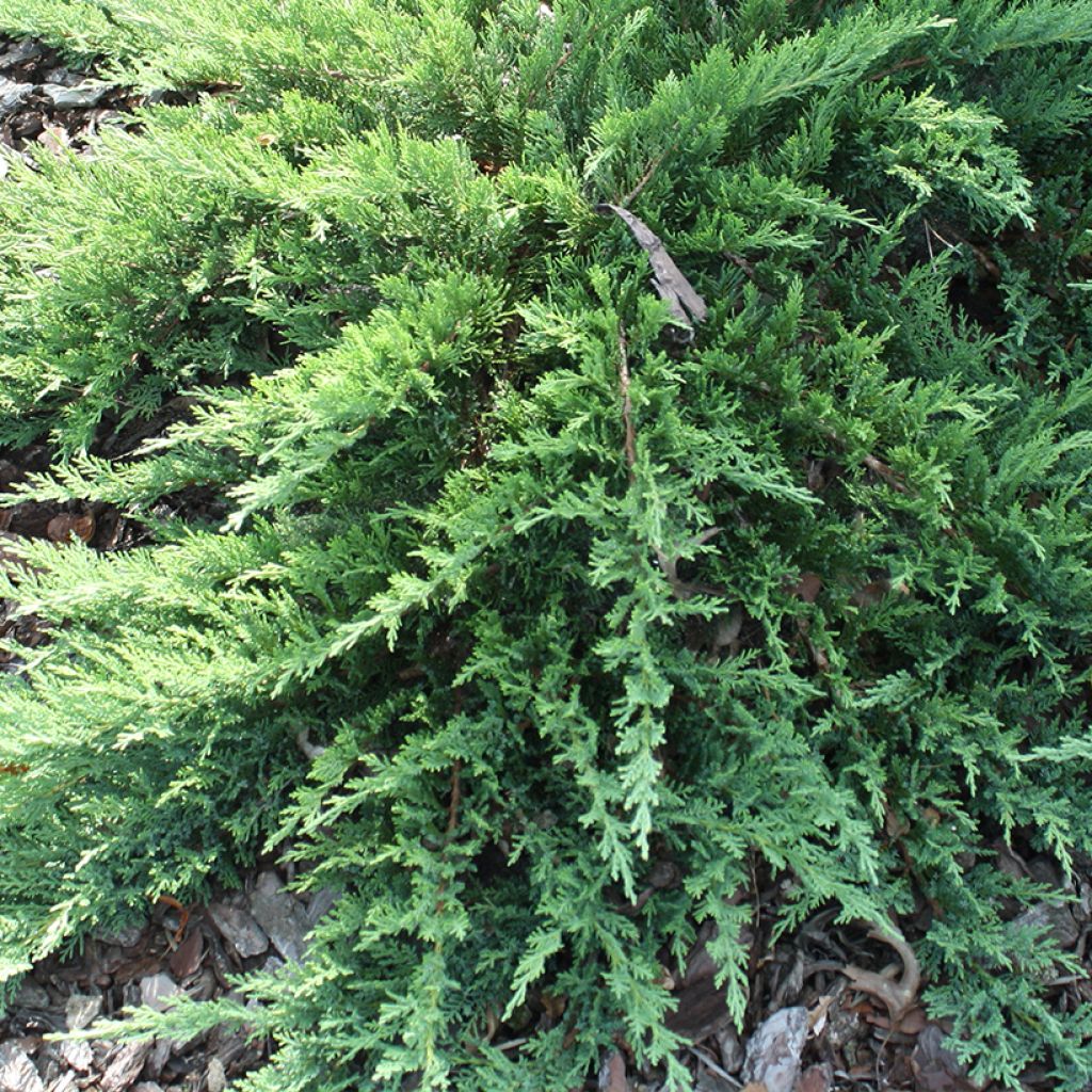 Juniperus sabina Tam No Blight