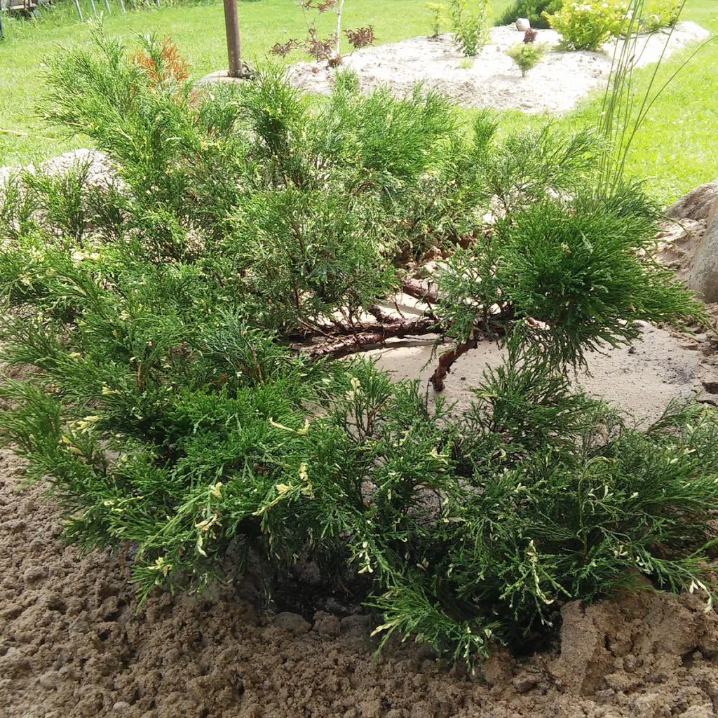 Juniperus sabina Variegata