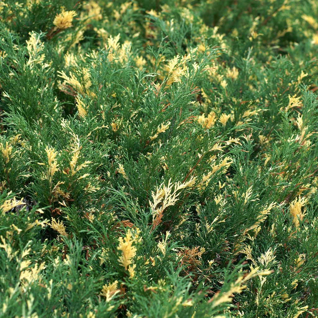 Juniperus sabina Variegata