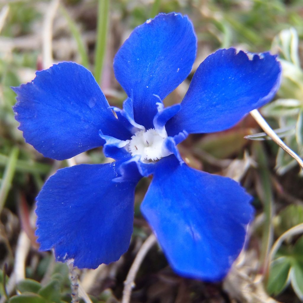 Gentiana verna