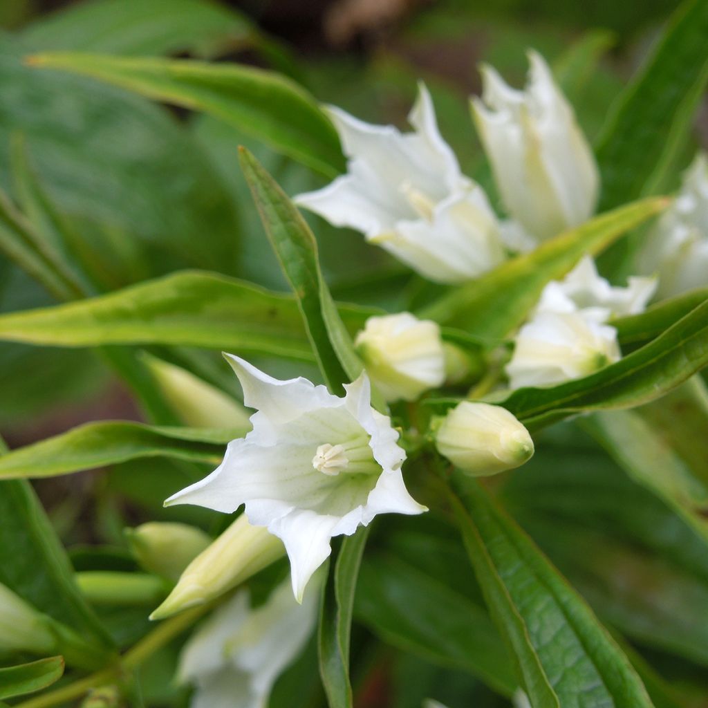 Gentiana asclepiadea var. alba