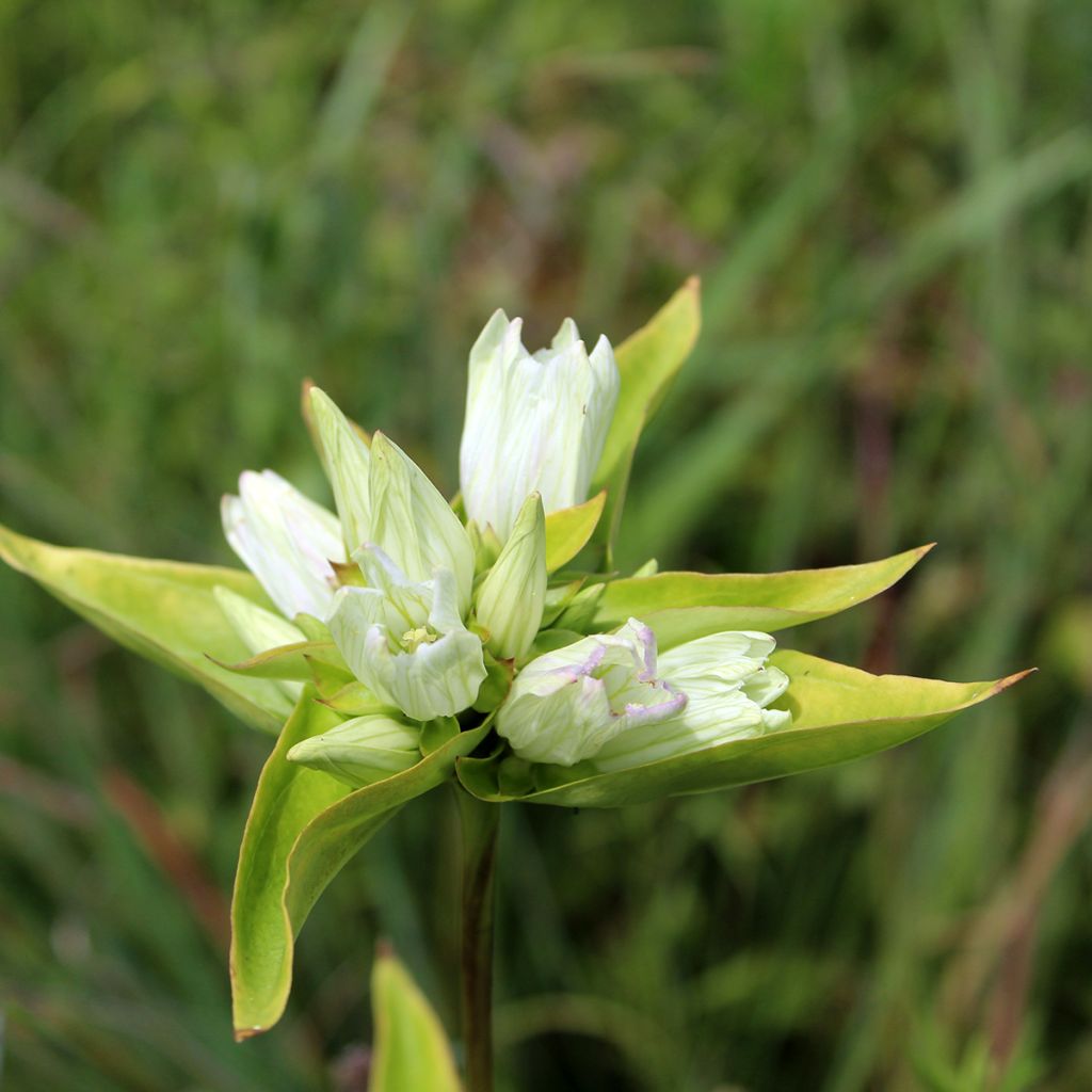 Gentiana asclepiadea var. alba