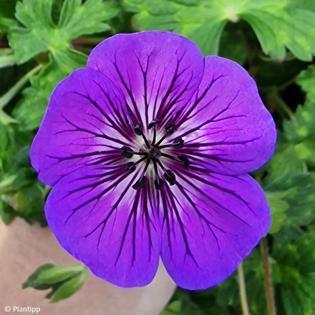 Geranium Mary Anne