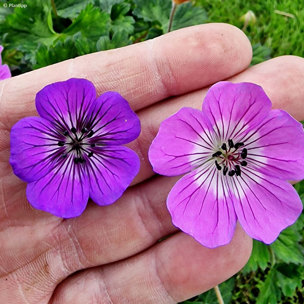 Geranium Mary Anne