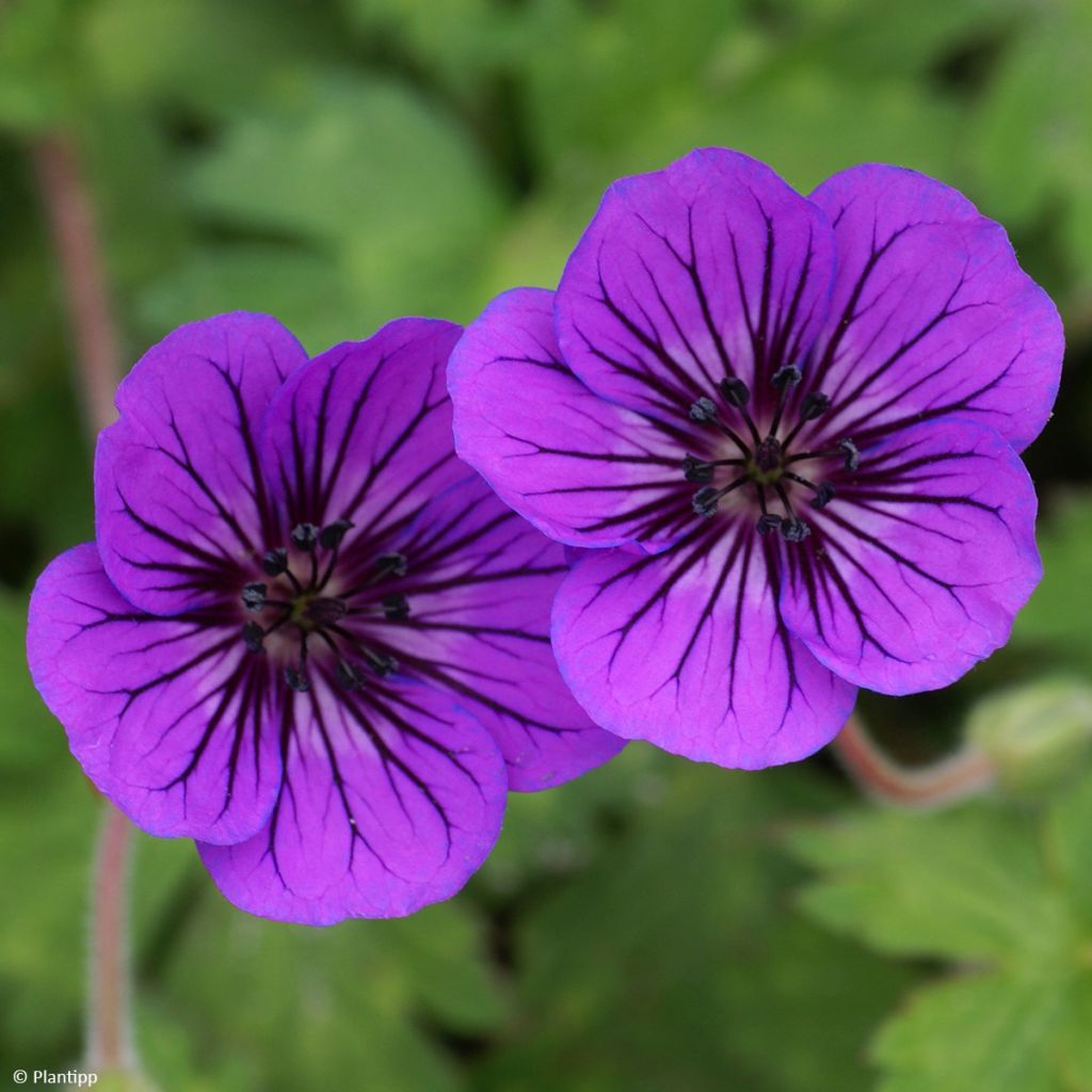 Geranium Mary Anne