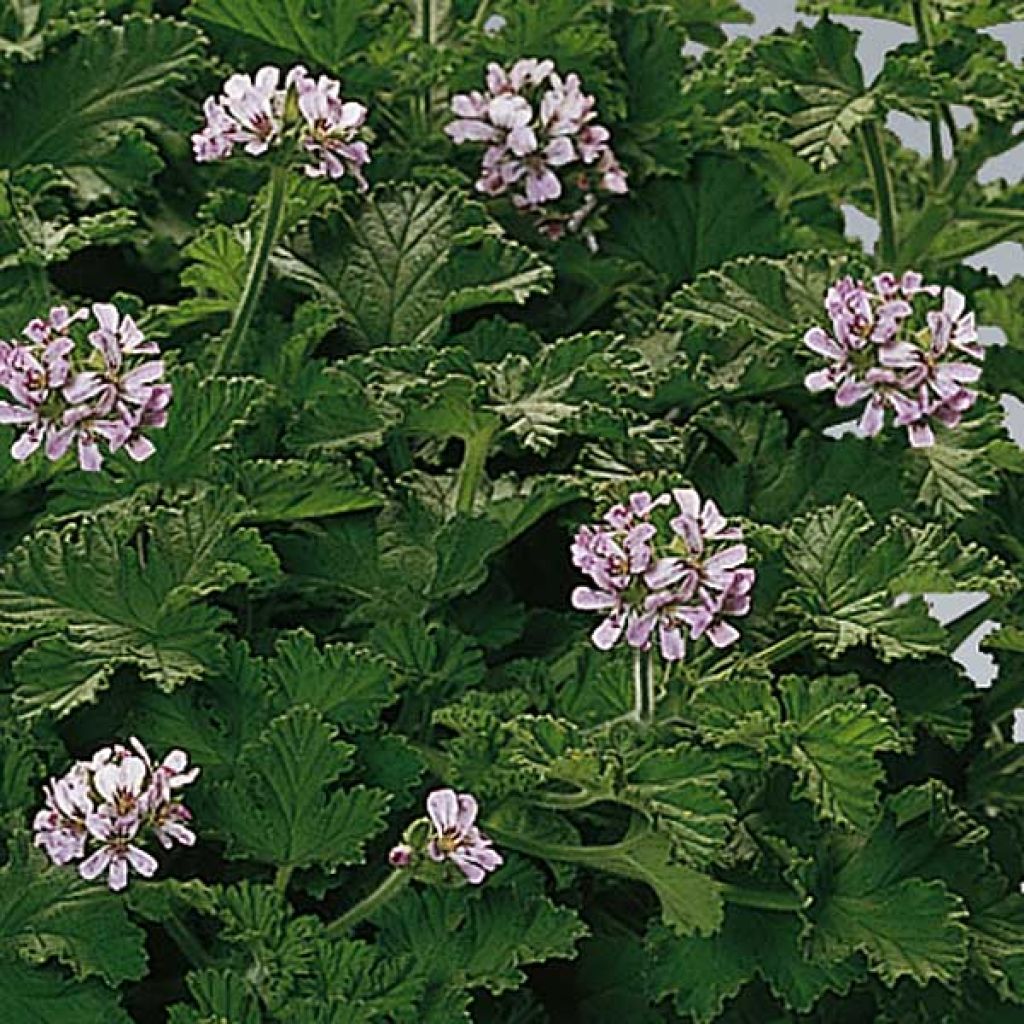 Pelargonium - Géranium parfumé Attar of Roses en pot