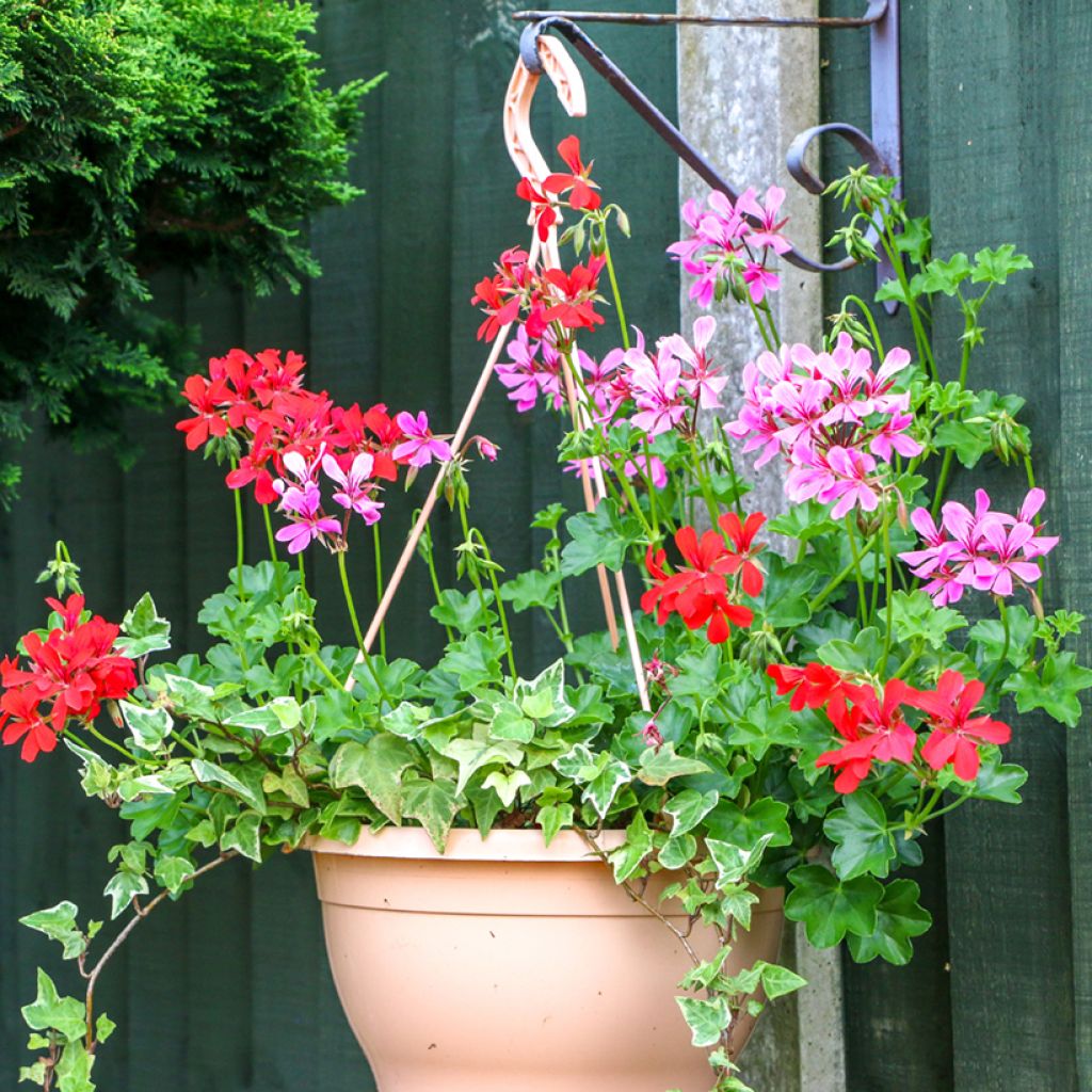 Pelargonium peltatum Balcon Lilas