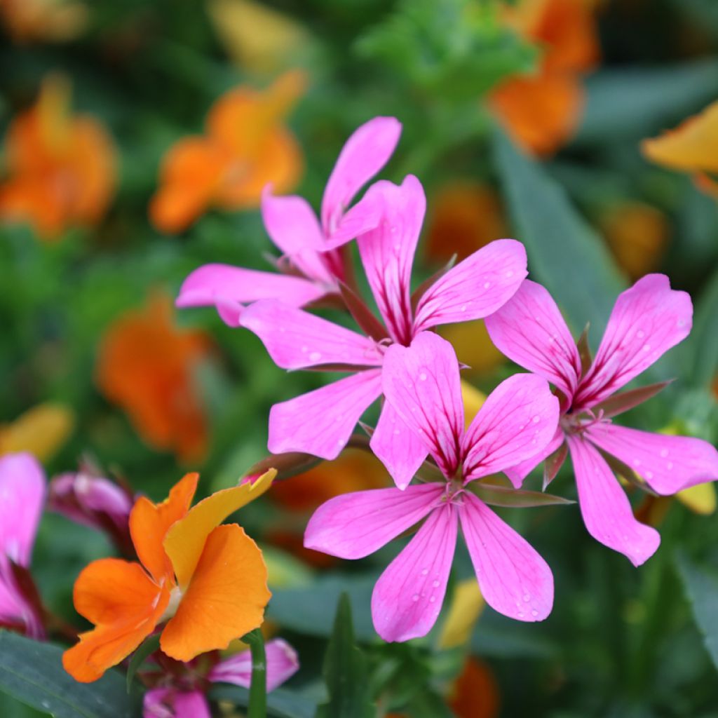 Pelargonium peltatum Balcon Lilas