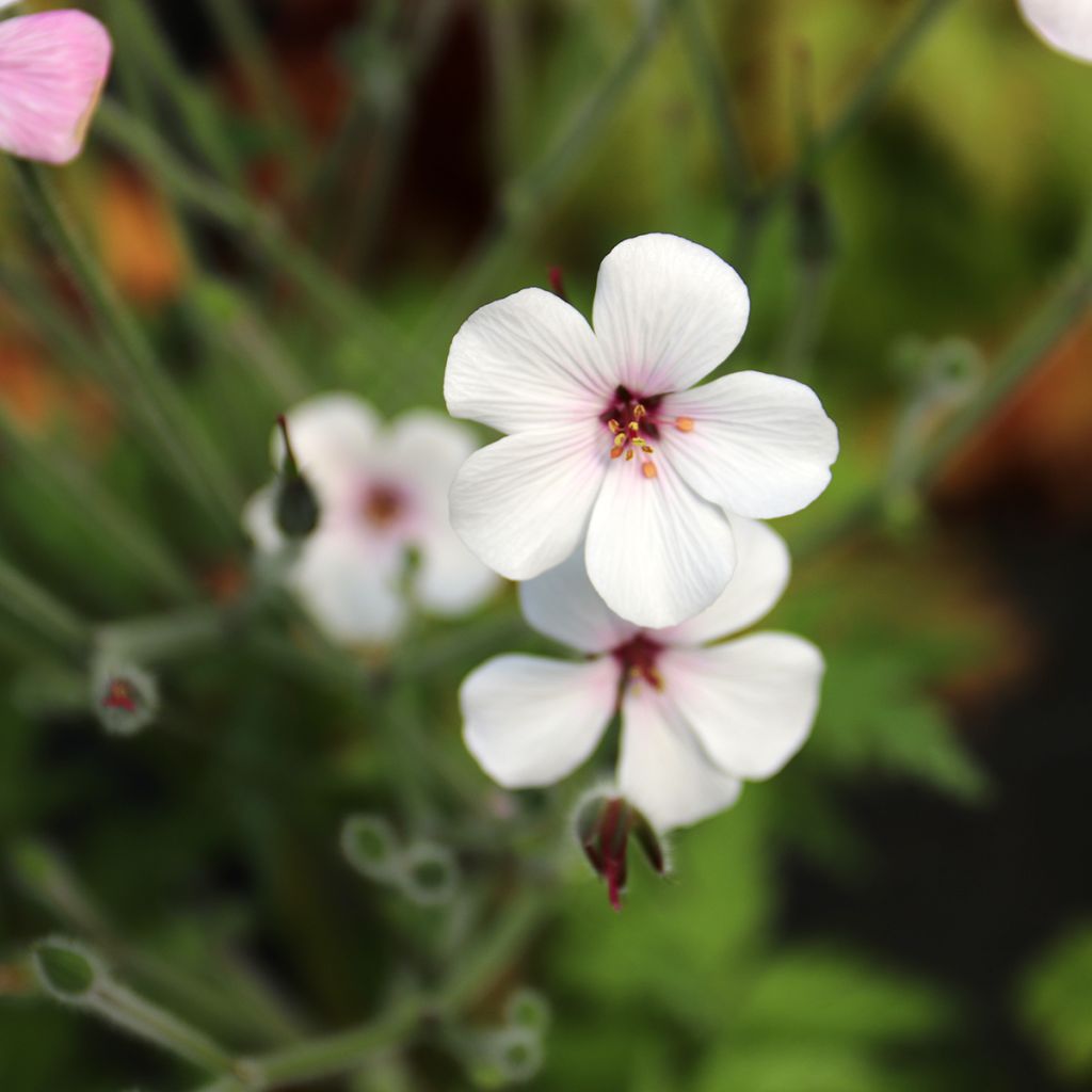 Geranium maderense Album