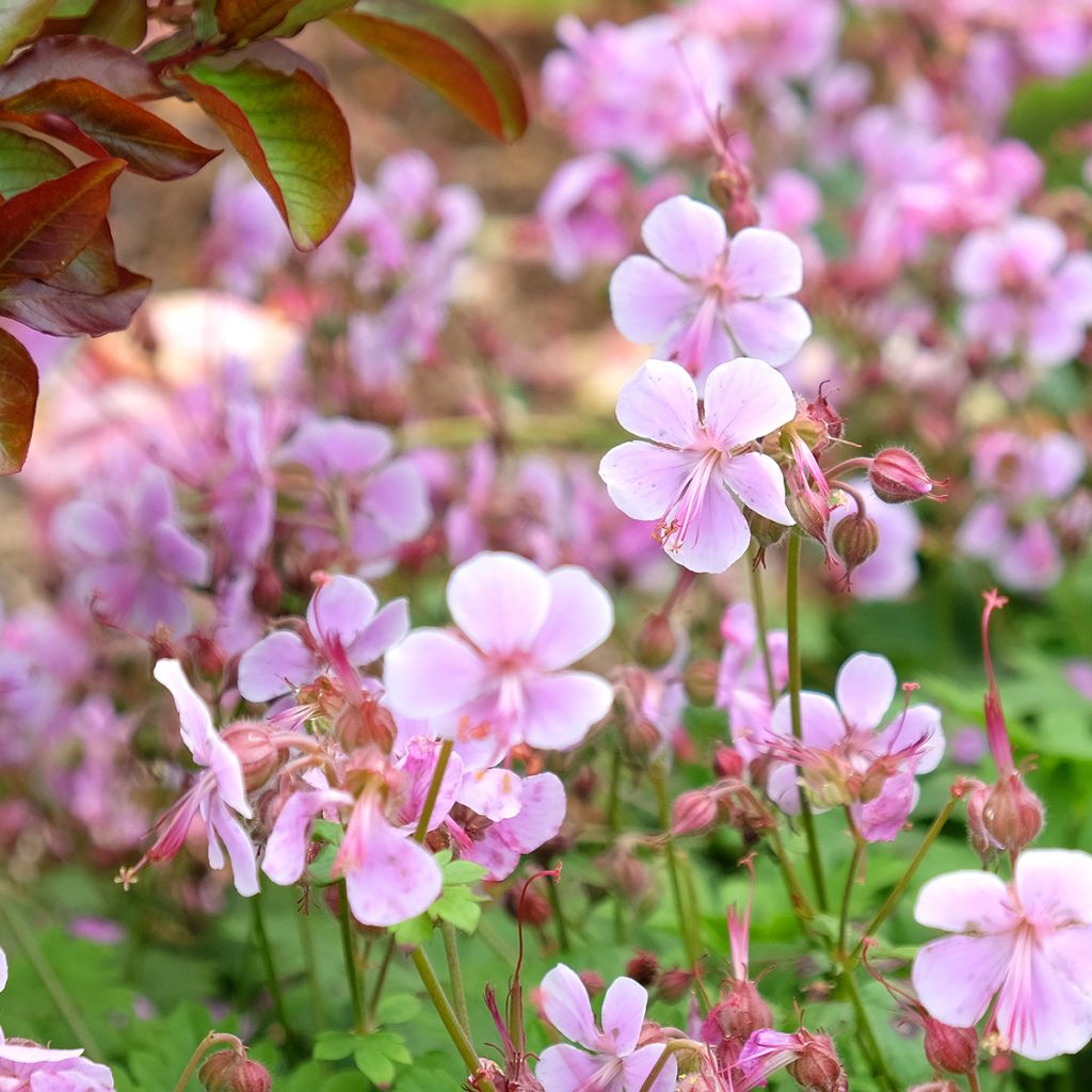 Geranium x cantabrigiense Hanne - Cranesbill