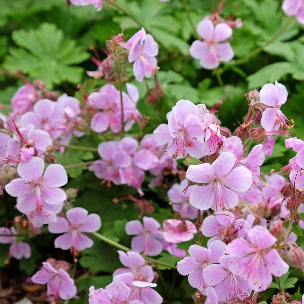 Geranium x cantabrigiense Hanne - Cranesbill