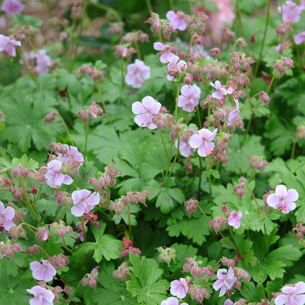 Geranium x cantabrigiense Hanne - Cranesbill