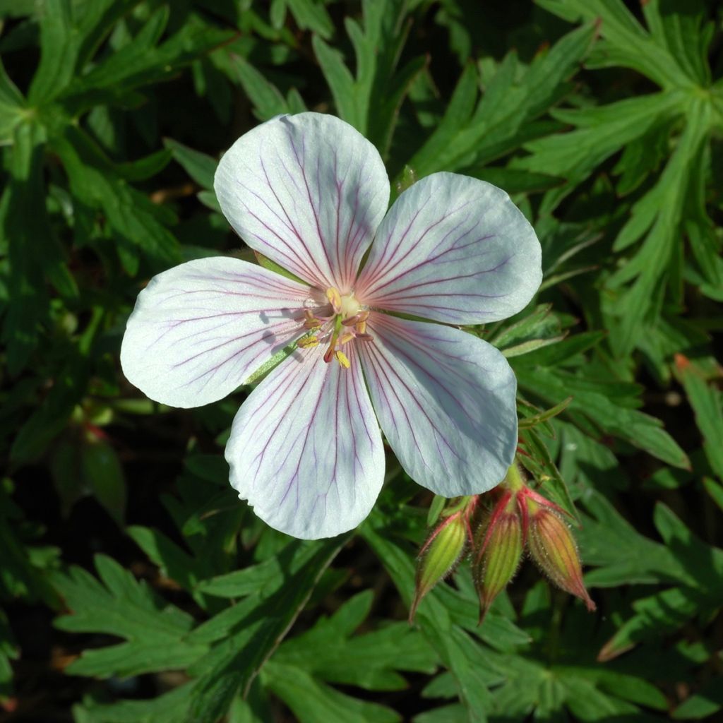 Geranium clarkei Kashmir White