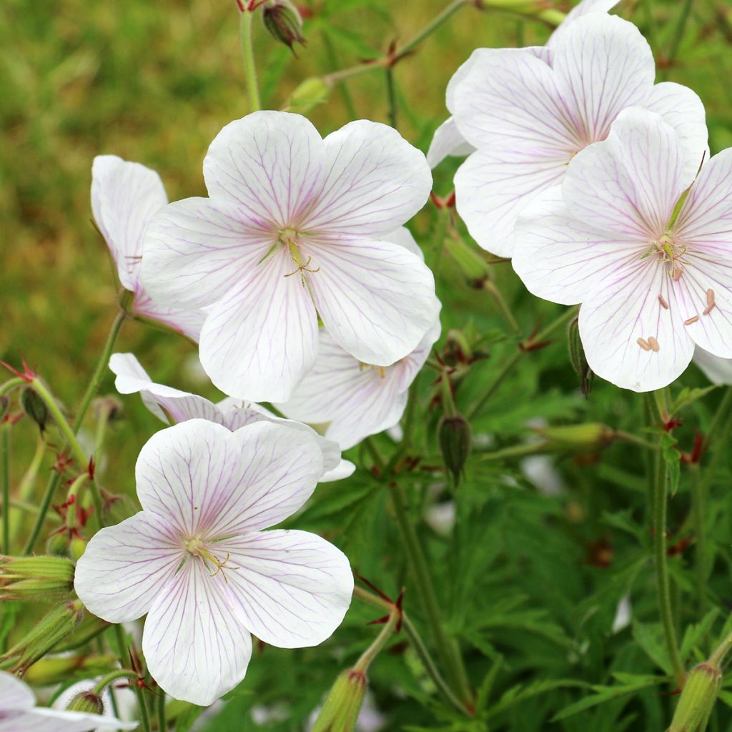 Geranium clarkei Kashmir White