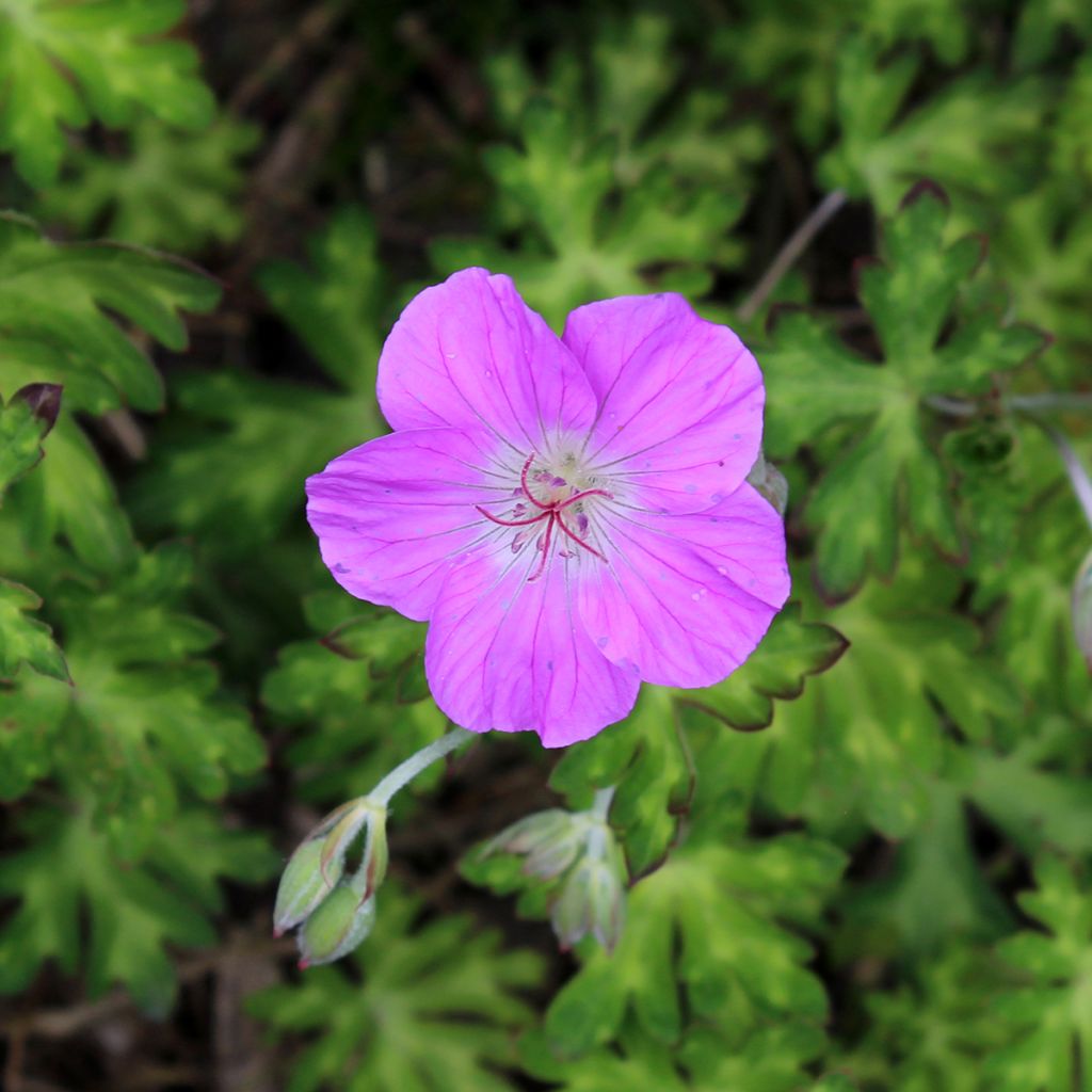 Geranium orientalitibeticum