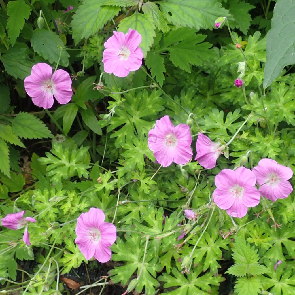 Geranium orientalitibeticum