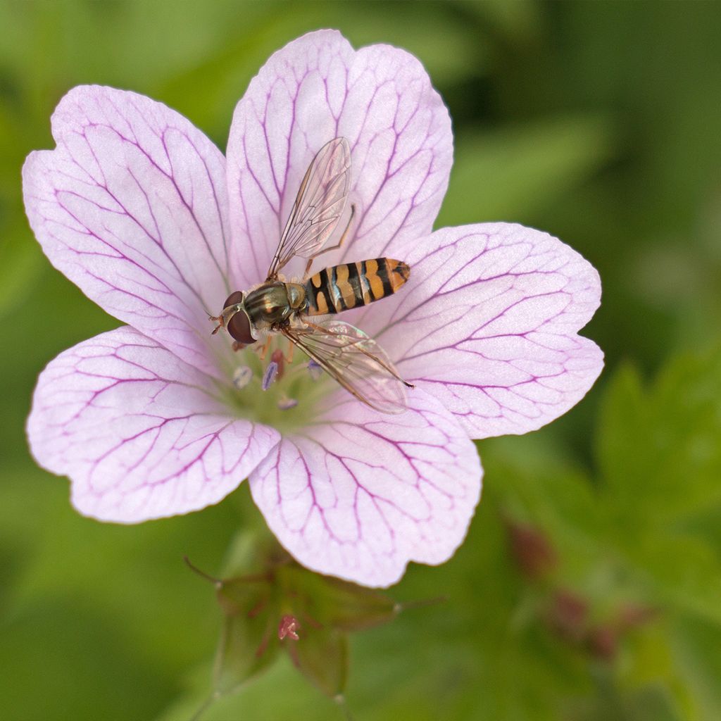 Geranium oxonianum Walters Gift