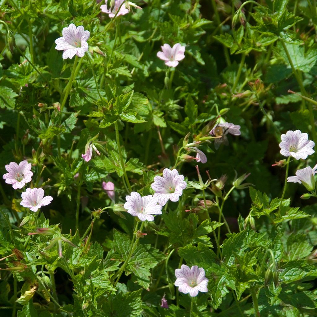 Geranium oxonianum Walters Gift