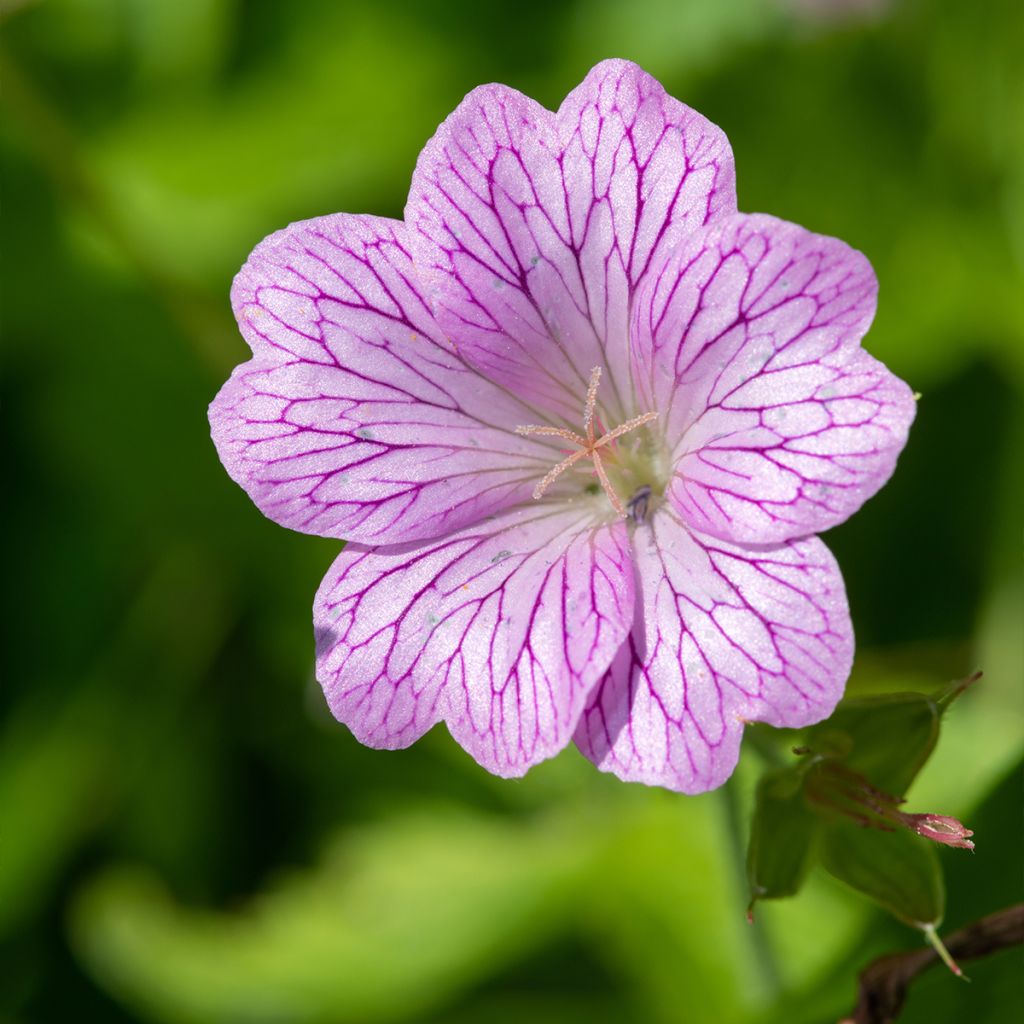 Geranium oxonianum Walters Gift