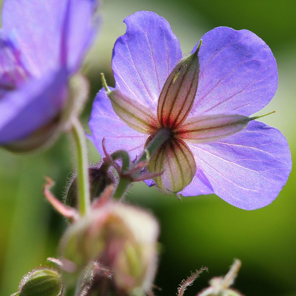 Geranium pratense Victor Reiter Junior