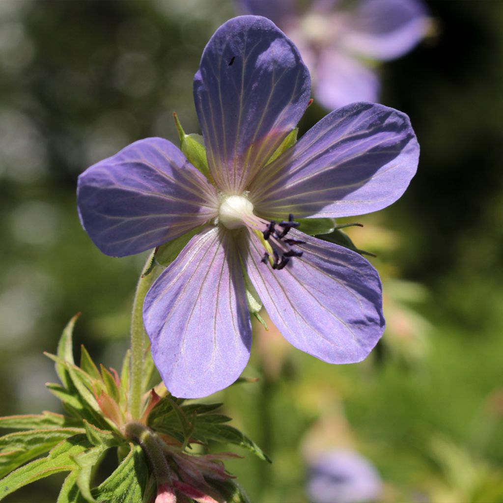 Geranium pratense Victor Reiter Junior