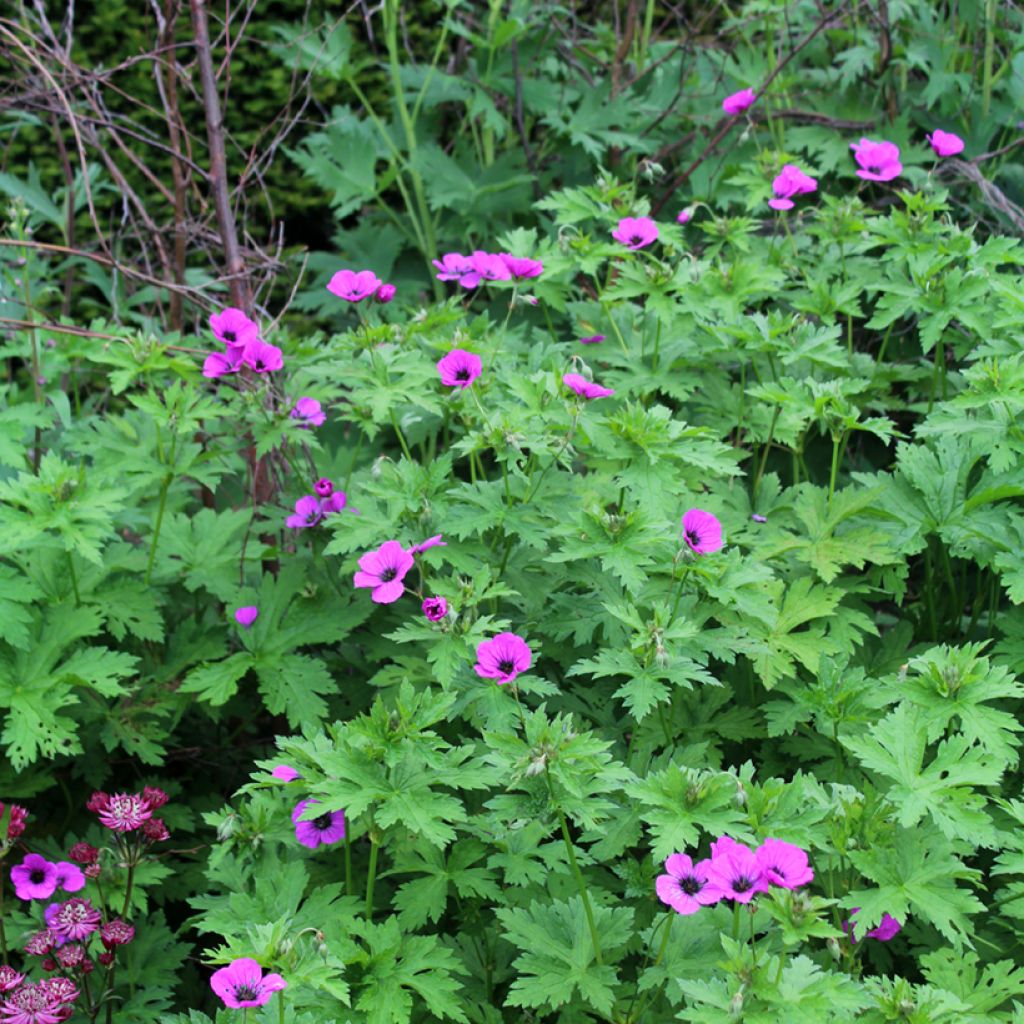 Geranium psilostemon - Armenian Cranesbill