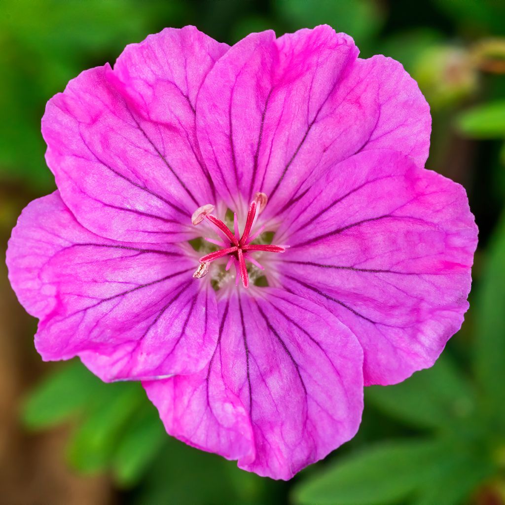 Geranium sanguineum Ankums Pride