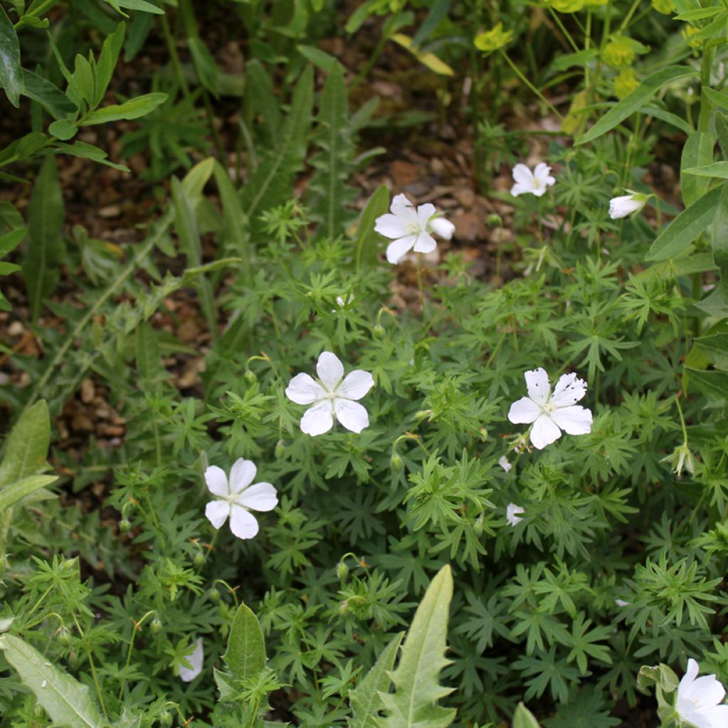 Geranium sanguineum Album