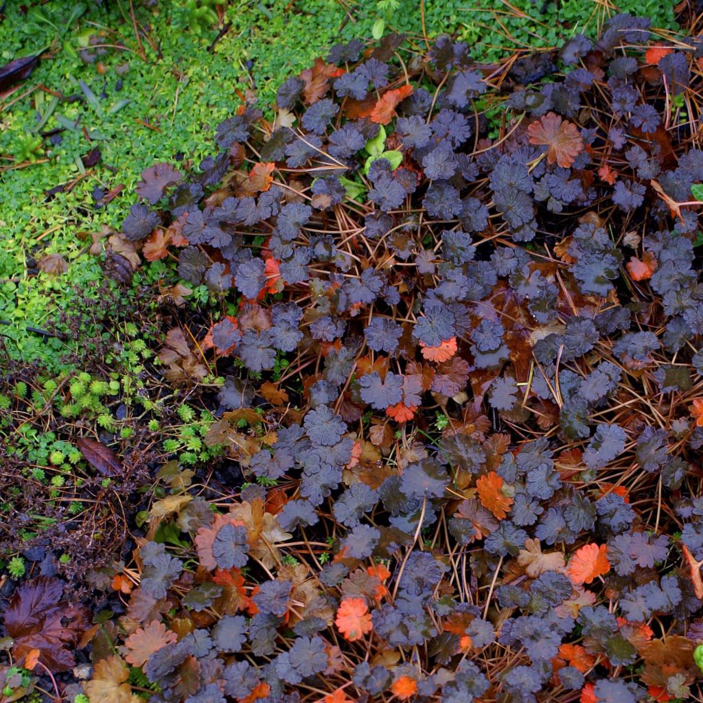 Geranium sessiliflorum Nigricans