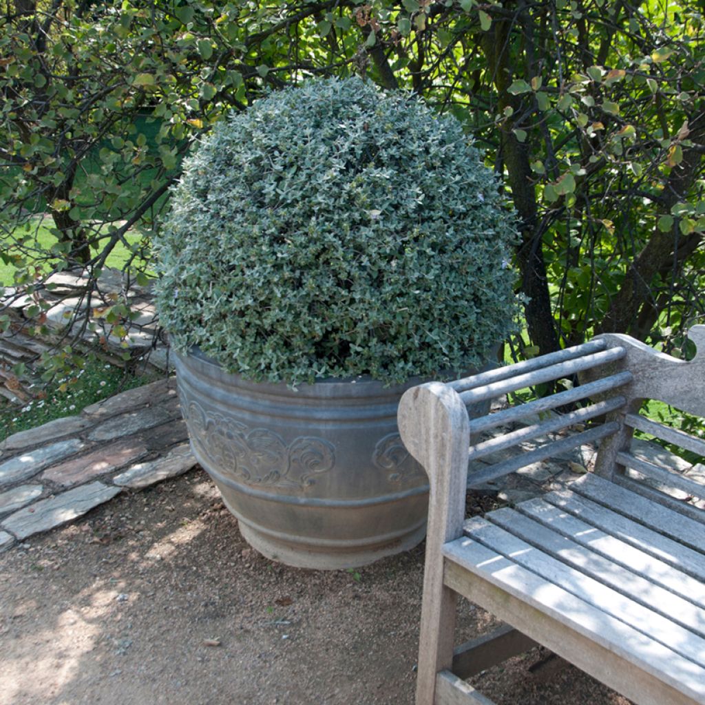 Teucrium fruticans - Tree Germander