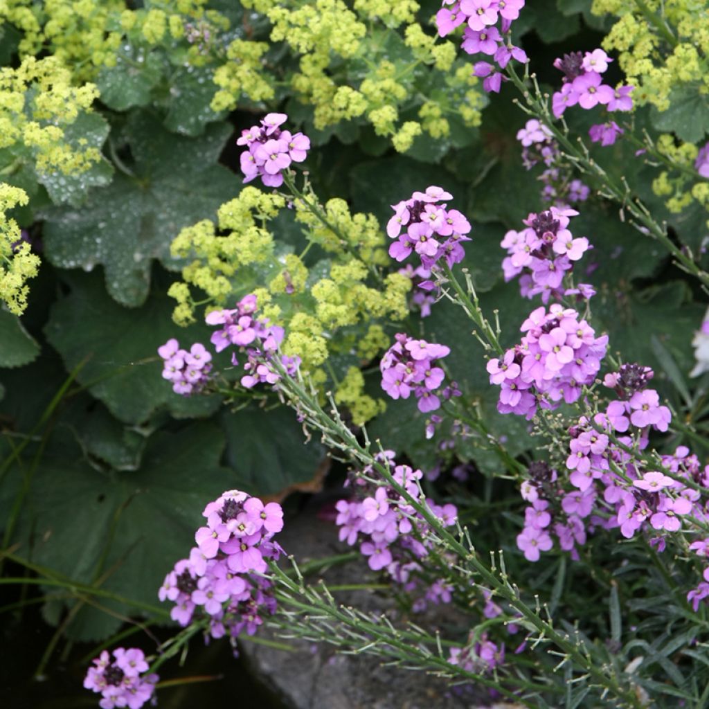 Erysimum linifolium Bowless Mauve - Wallflower