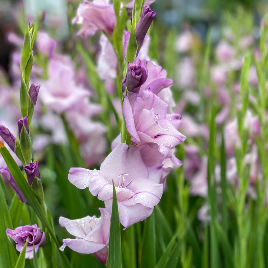 Gladiolus x grandiflorus Blue Tropic - Sword Lily