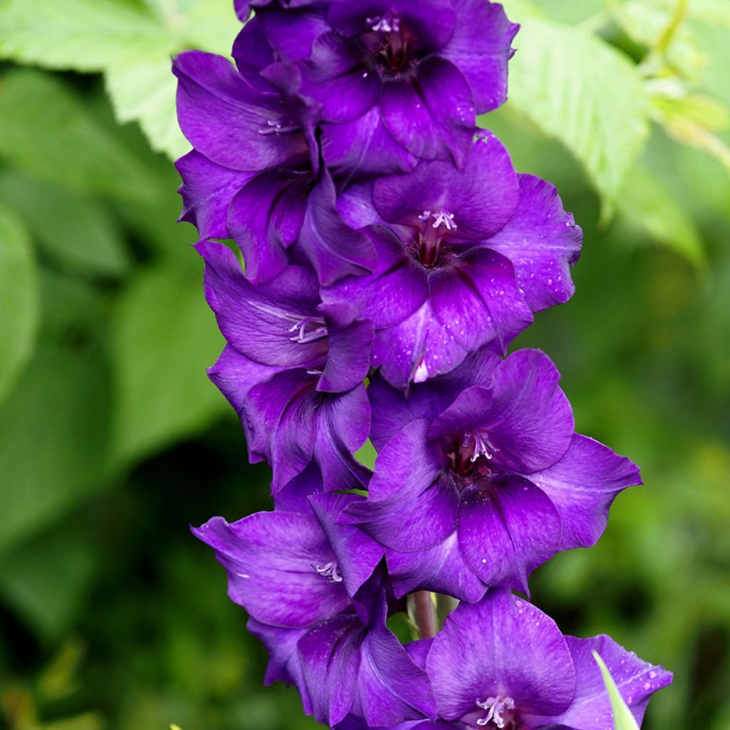 Gladiolus x grandiflorus Cookie - Sword Lily