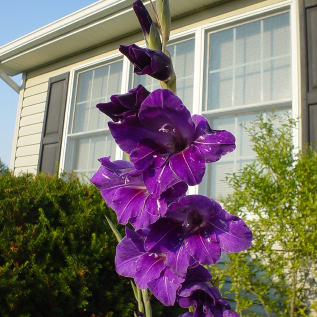 Gladiolus x grandiflorus Deep Purple - Sword Lily