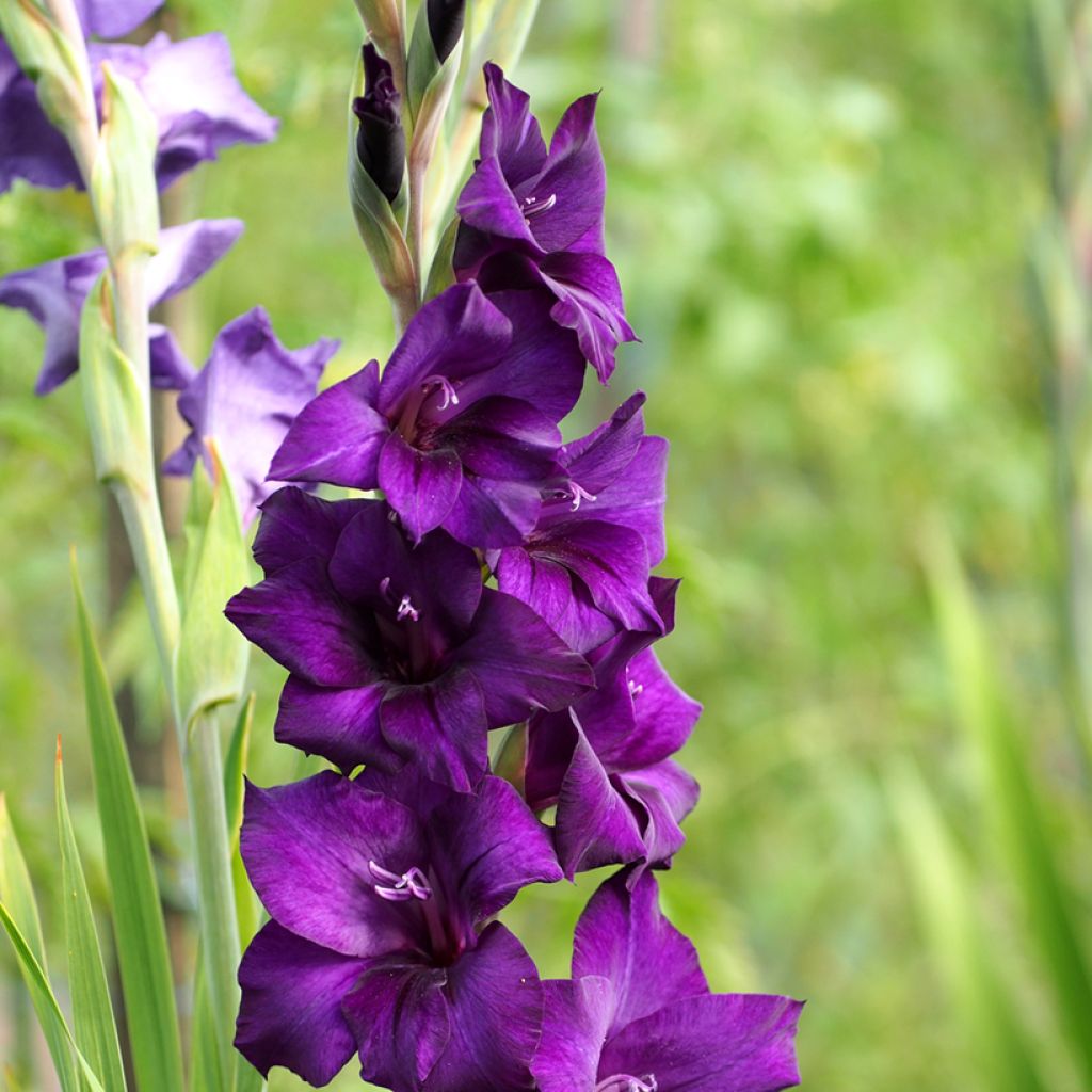 Gladiolus x grandiflorus Deep Purple - Sword Lily