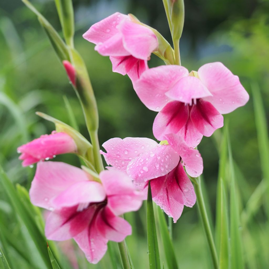 Gladiolus Camborne - Sword Lily