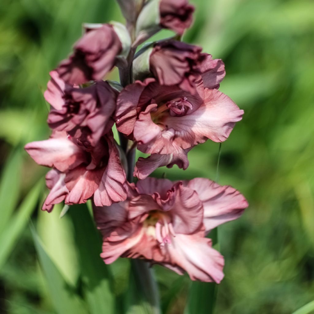 Gladiolus Dusk - Sword Lily