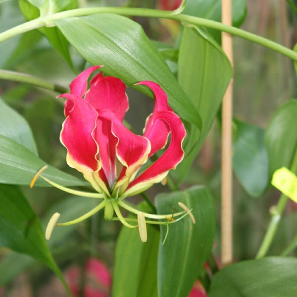 Gloriosa superba Rothschildiana - Glory Lily