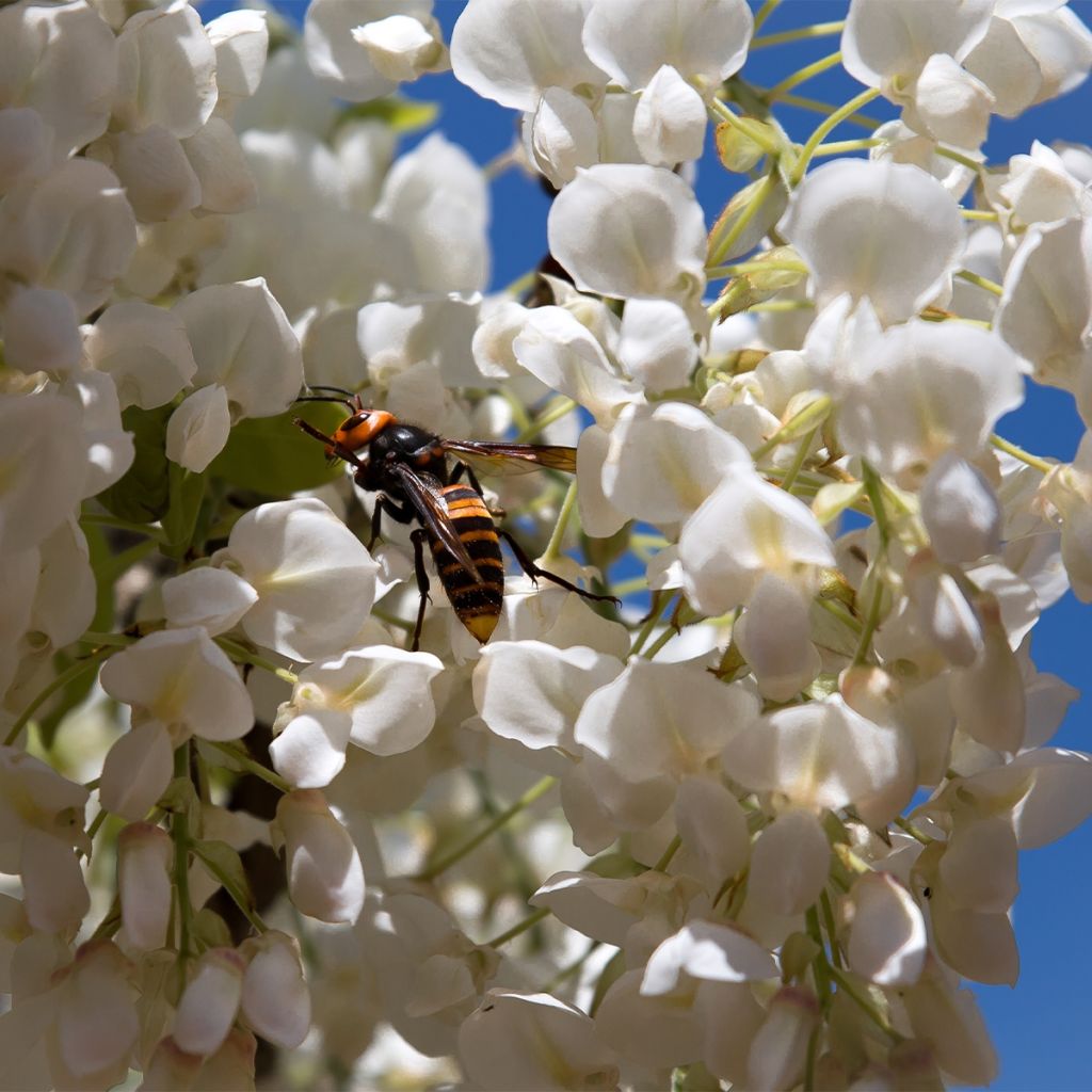 Wisteria frutescens var. macrostachya Clara Mack