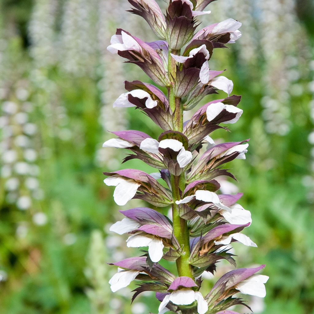 Acanthus mollis (seeds)