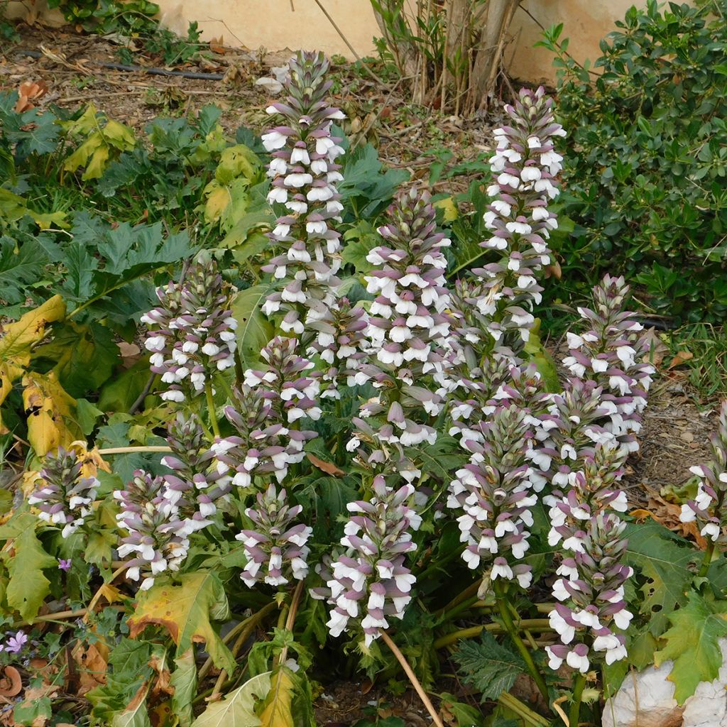 Seeds of Acanthus mollis - Architectural Mediterranean perennial.