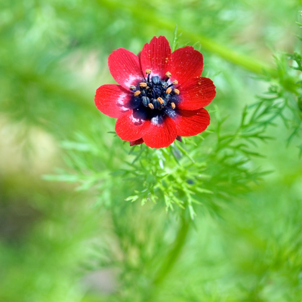 Pheasants Eye - Adonis aestivalis