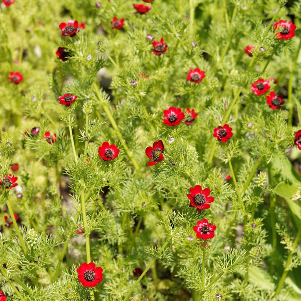 Pheasants Eye - Adonis aestivalis